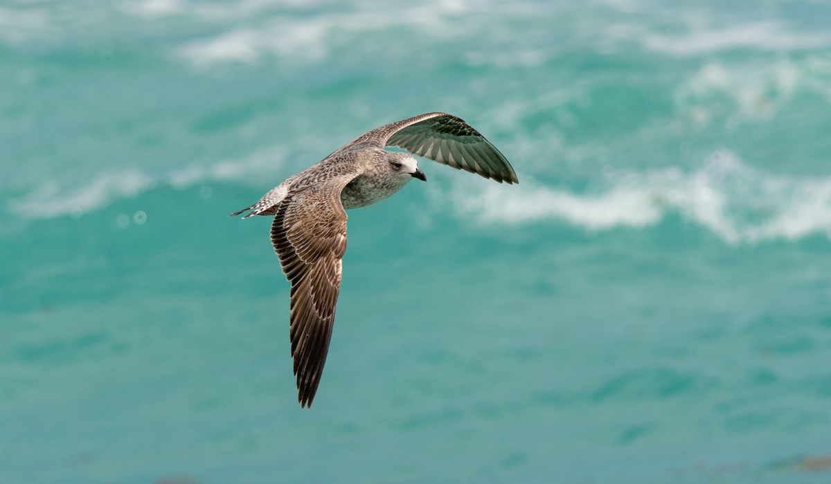 Lesser Black-backed Gull - ML651246588