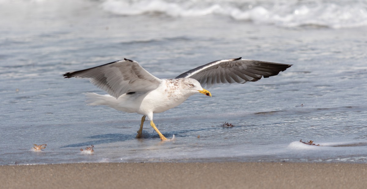 Lesser Black-backed Gull - ML651246633