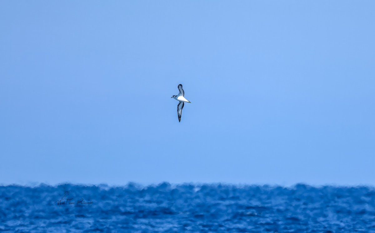 Pétrel diablotin - ML651247039