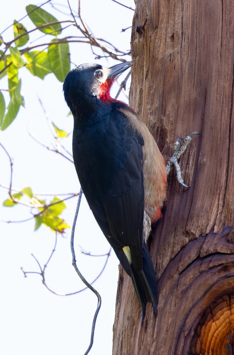 Puerto Rican Woodpecker - ML651247066