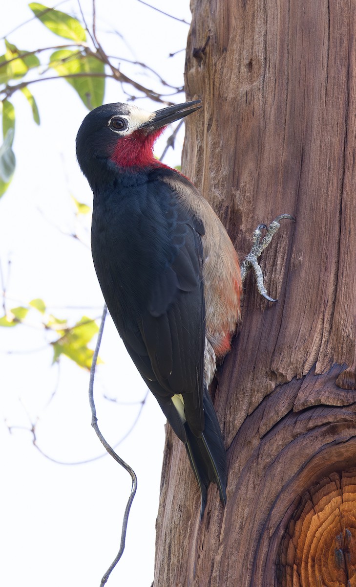 Puerto Rican Woodpecker - ML651247067