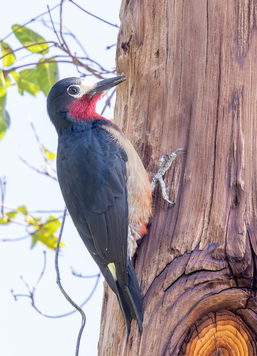 Puerto Rican Woodpecker - ML651247068
