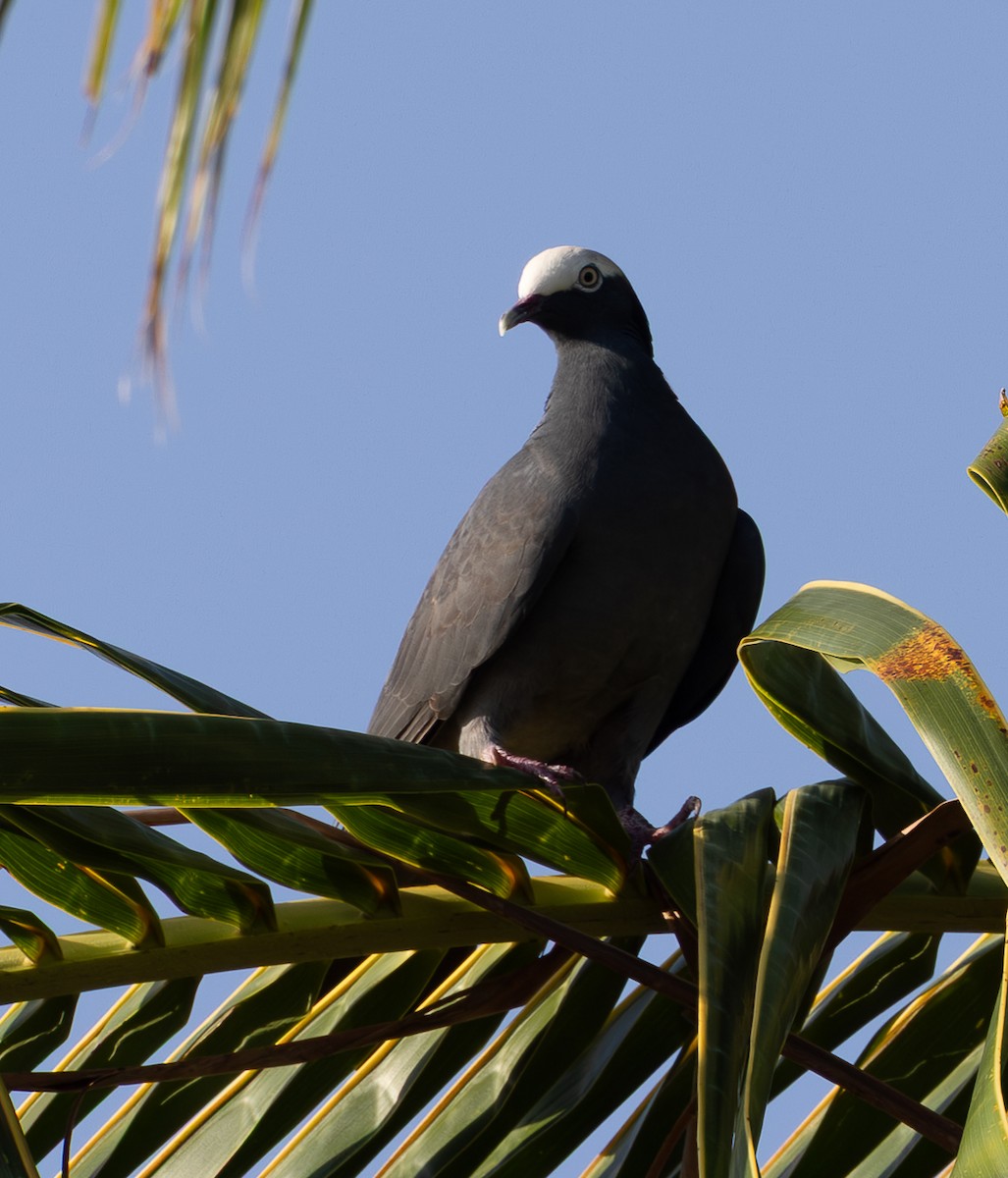 White-crowned Pigeon - ML651247122