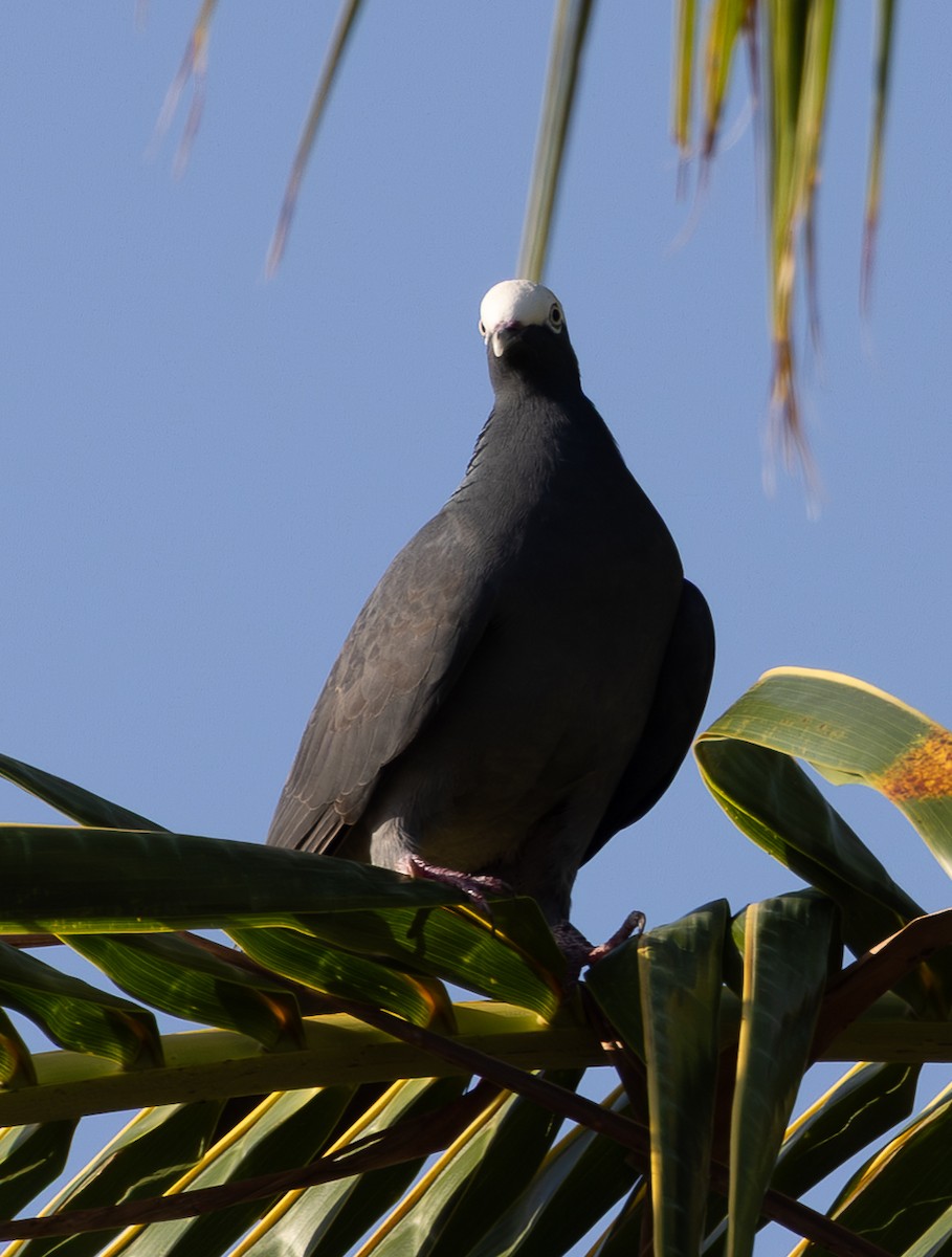 White-crowned Pigeon - ML651247123