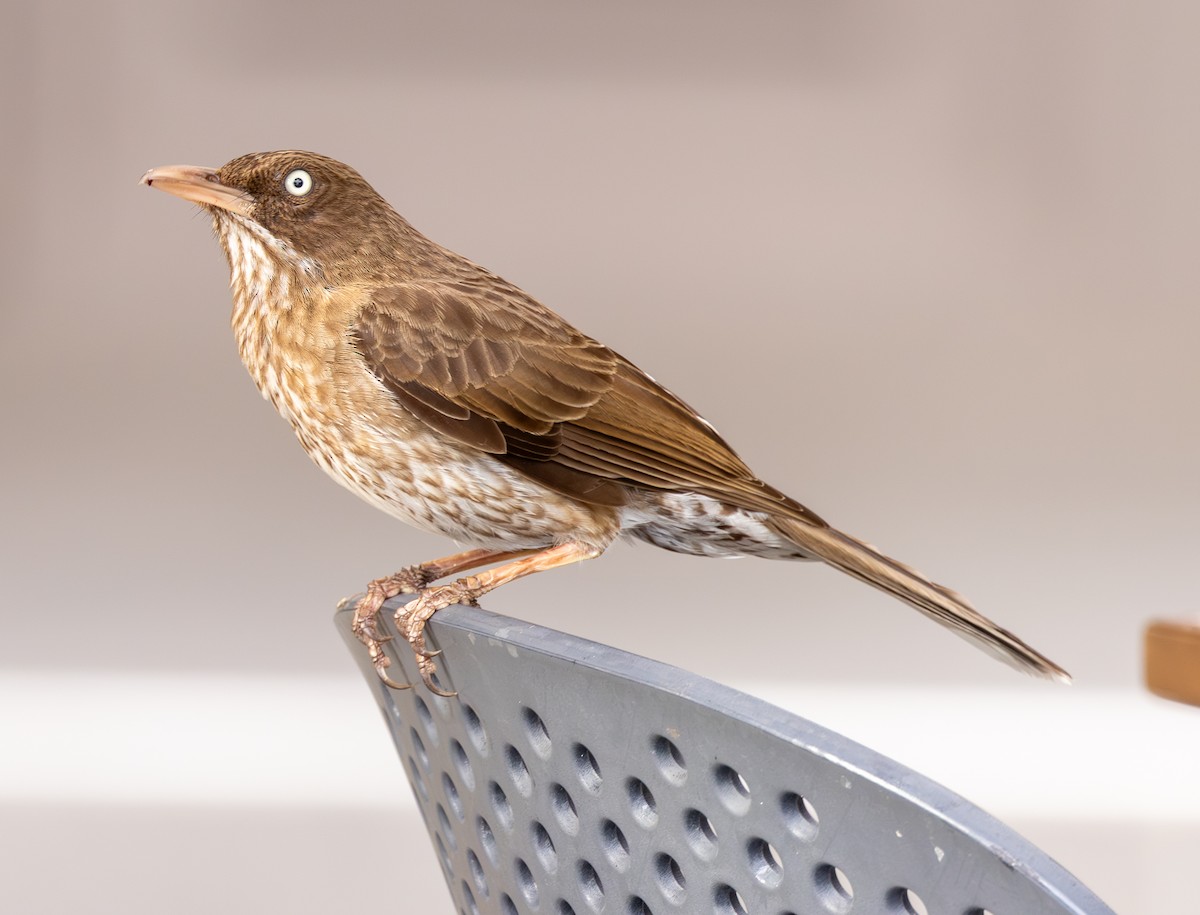 Pearly-eyed Thrasher - ML651247144