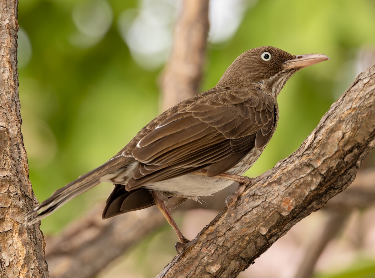 Pearly-eyed Thrasher - ML651247145