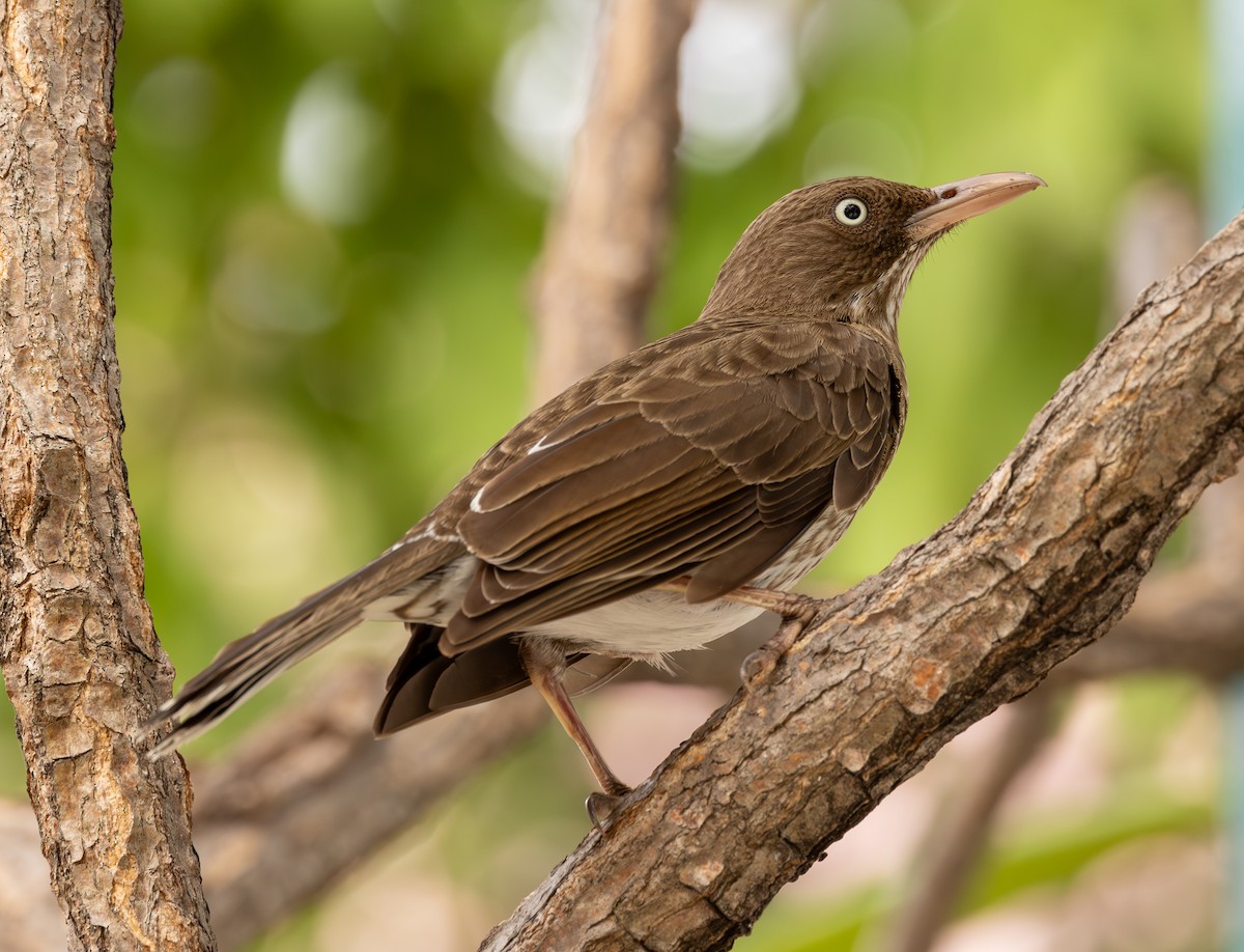 Pearly-eyed Thrasher - ML651247146