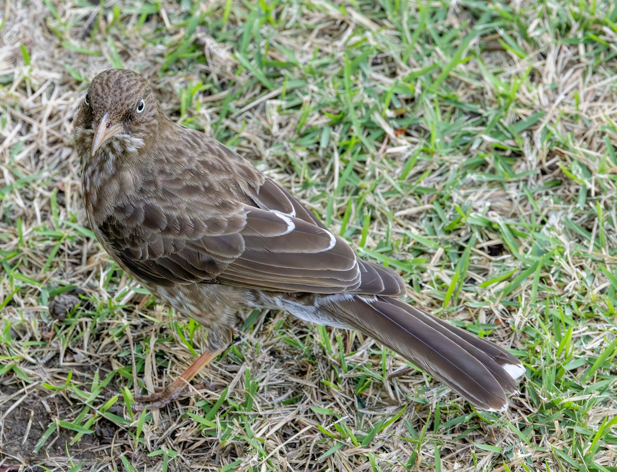 Pearly-eyed Thrasher - ML651247148