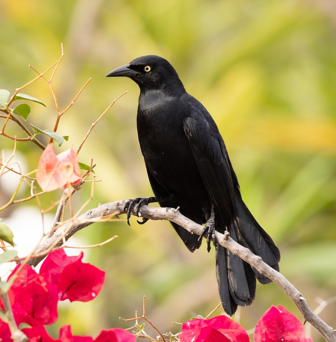 Greater Antillean Grackle - ML651247157