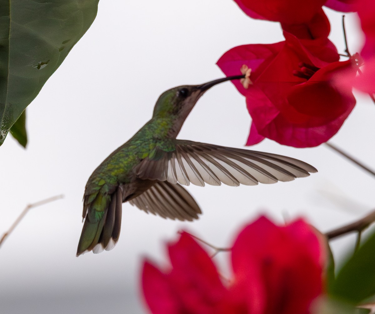 Puerto Rican Mango - ML651247182