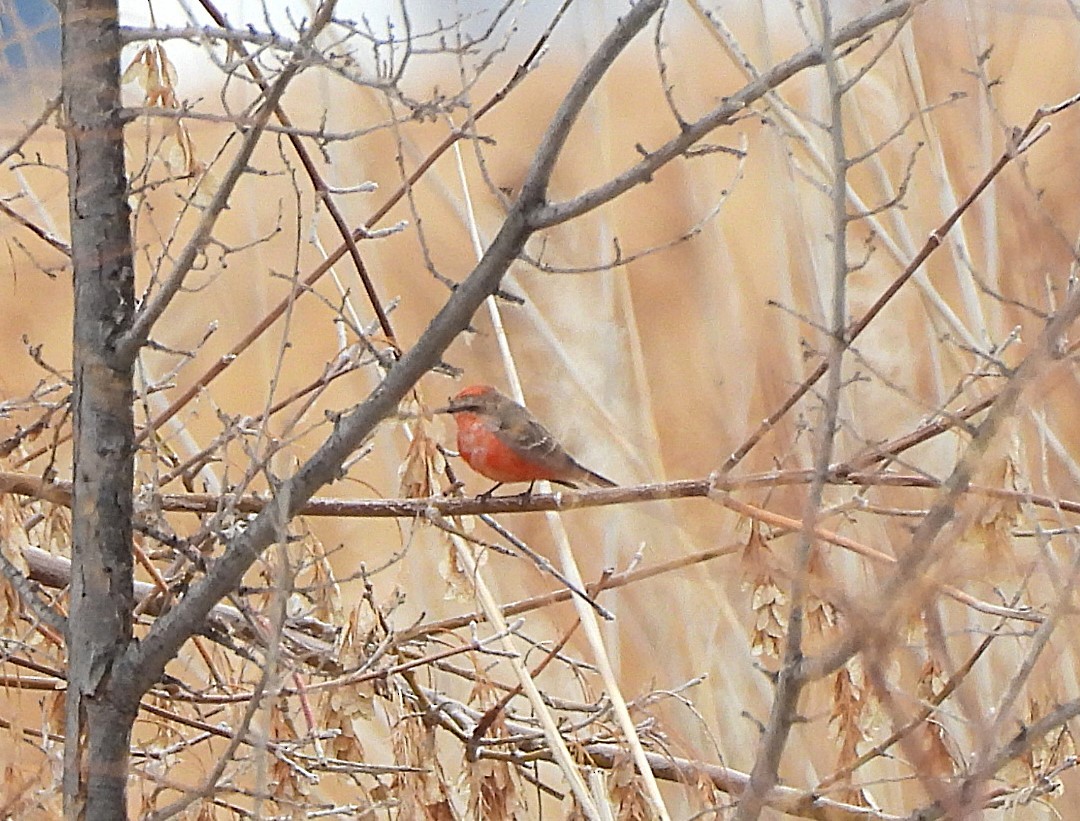 Vermilion Flycatcher - ML651247231