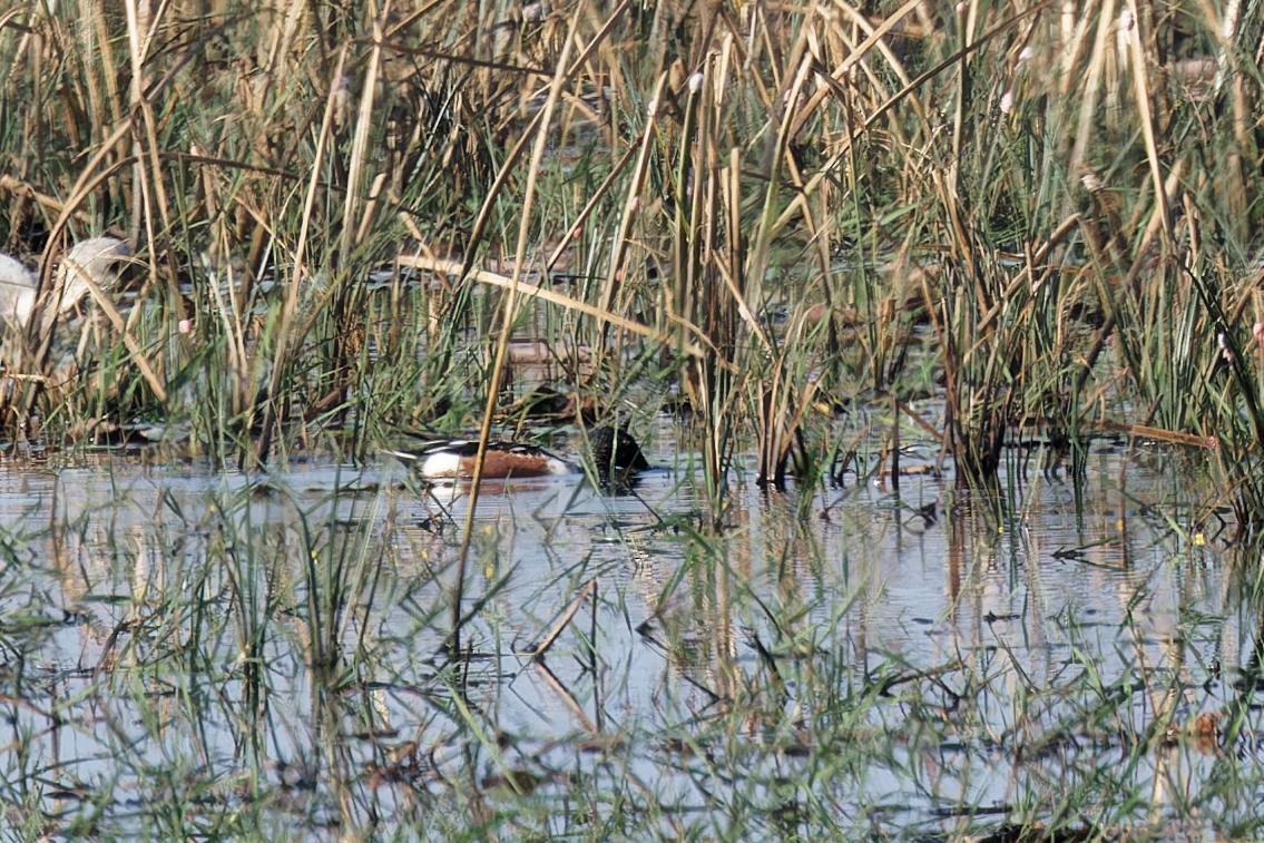 Mestolone - ML651247433