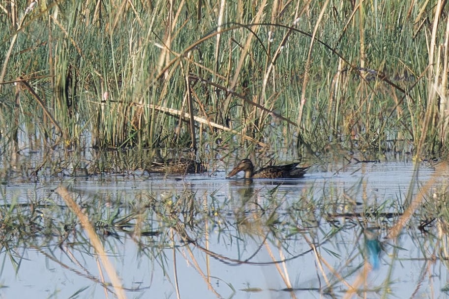 Mestolone - ML651247434