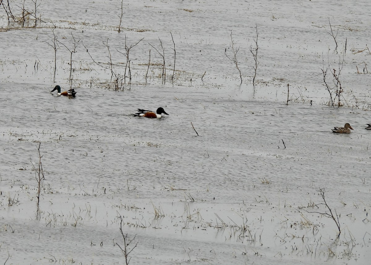 Mestolone - ML651247549