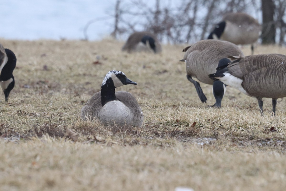 Kanadagans - ML651248031