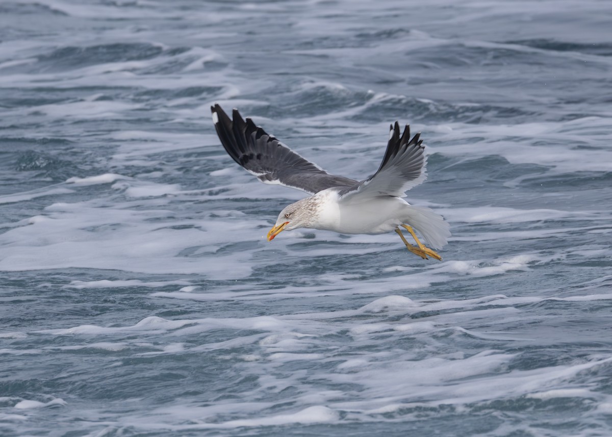 Lesser Black-backed Gull - ML651248087