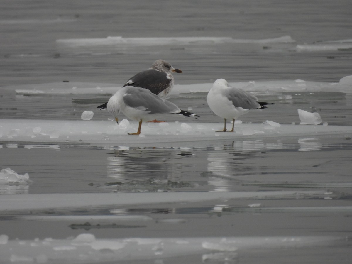 Lesser Black-backed Gull - ML651248201