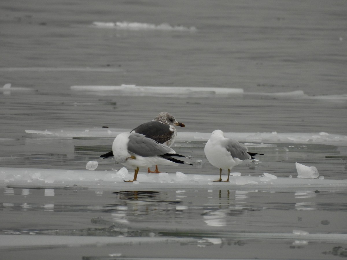 Lesser Black-backed Gull - ML651248202