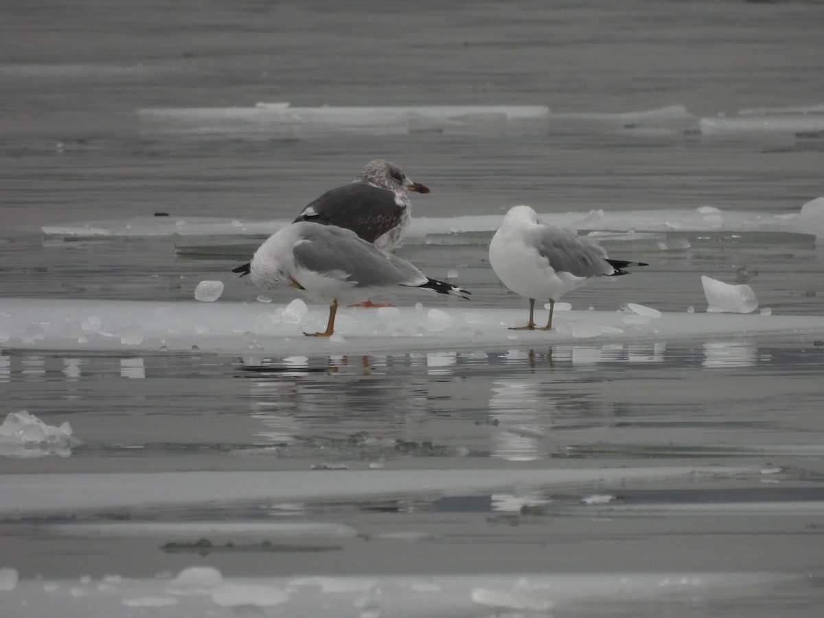 Lesser Black-backed Gull - ML651248203