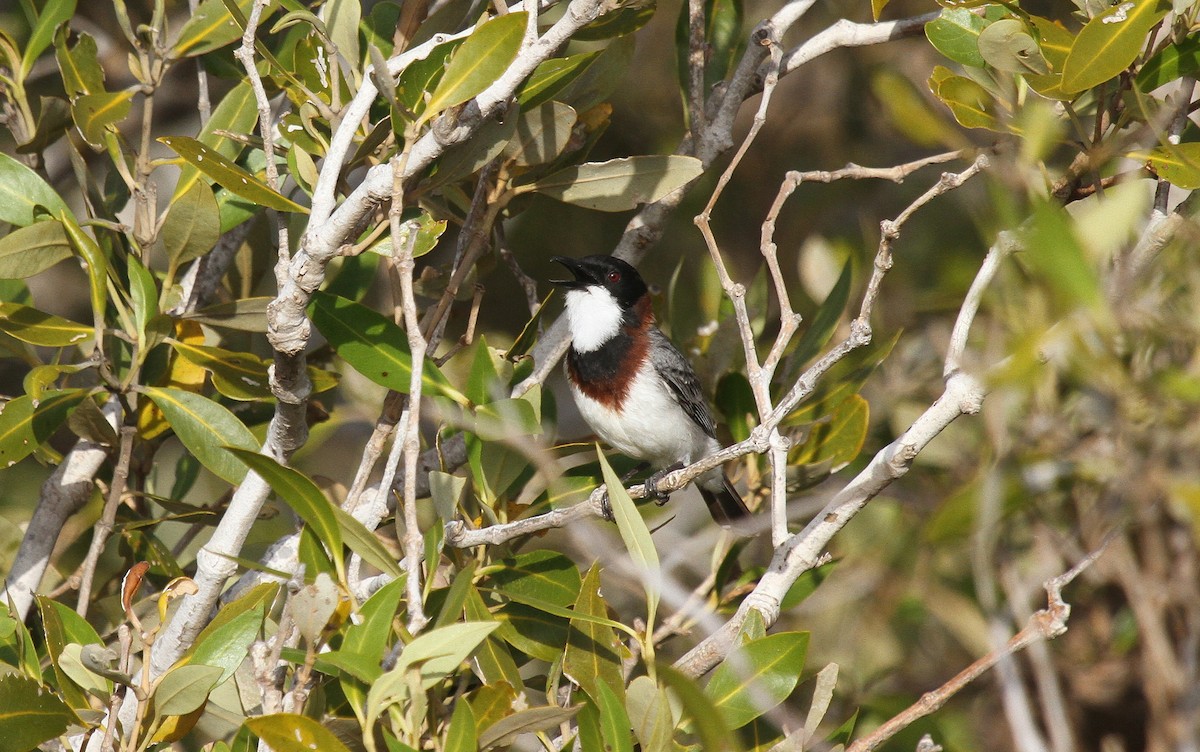 White-breasted Whistler - ML651248587