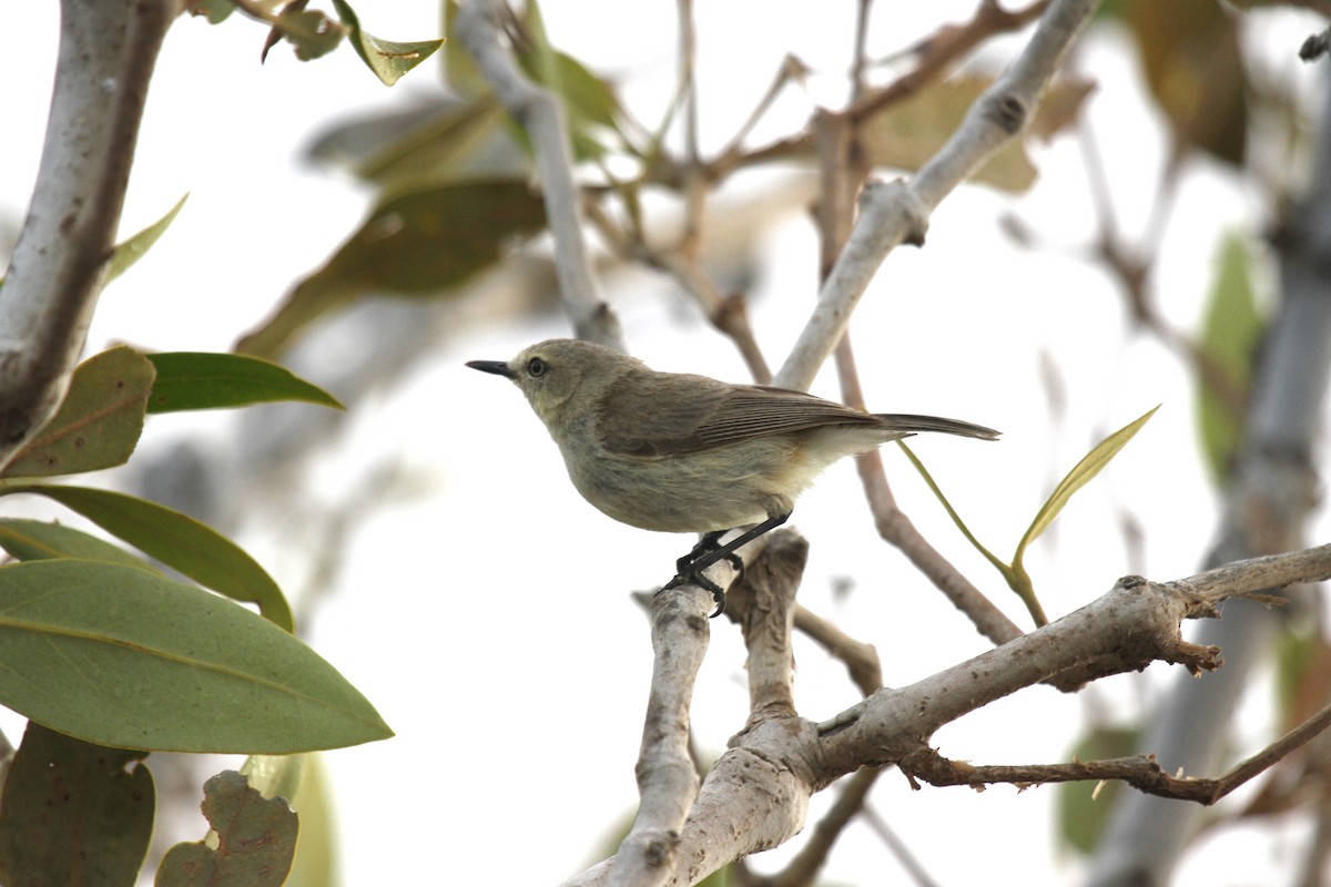 Dusky Gerygone - ML651248733