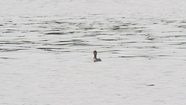 Eared Grebe - ML651248734