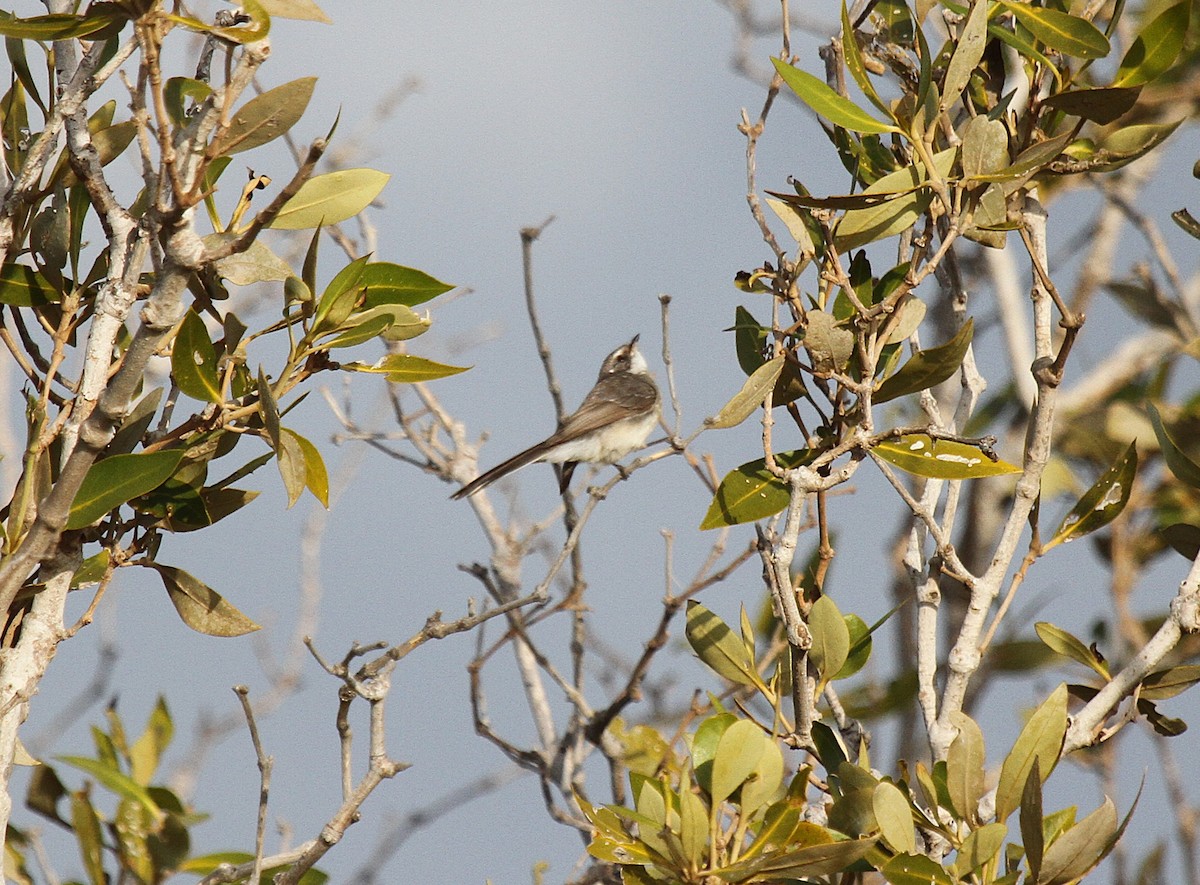 Mangrove Fantail - ML651248890
