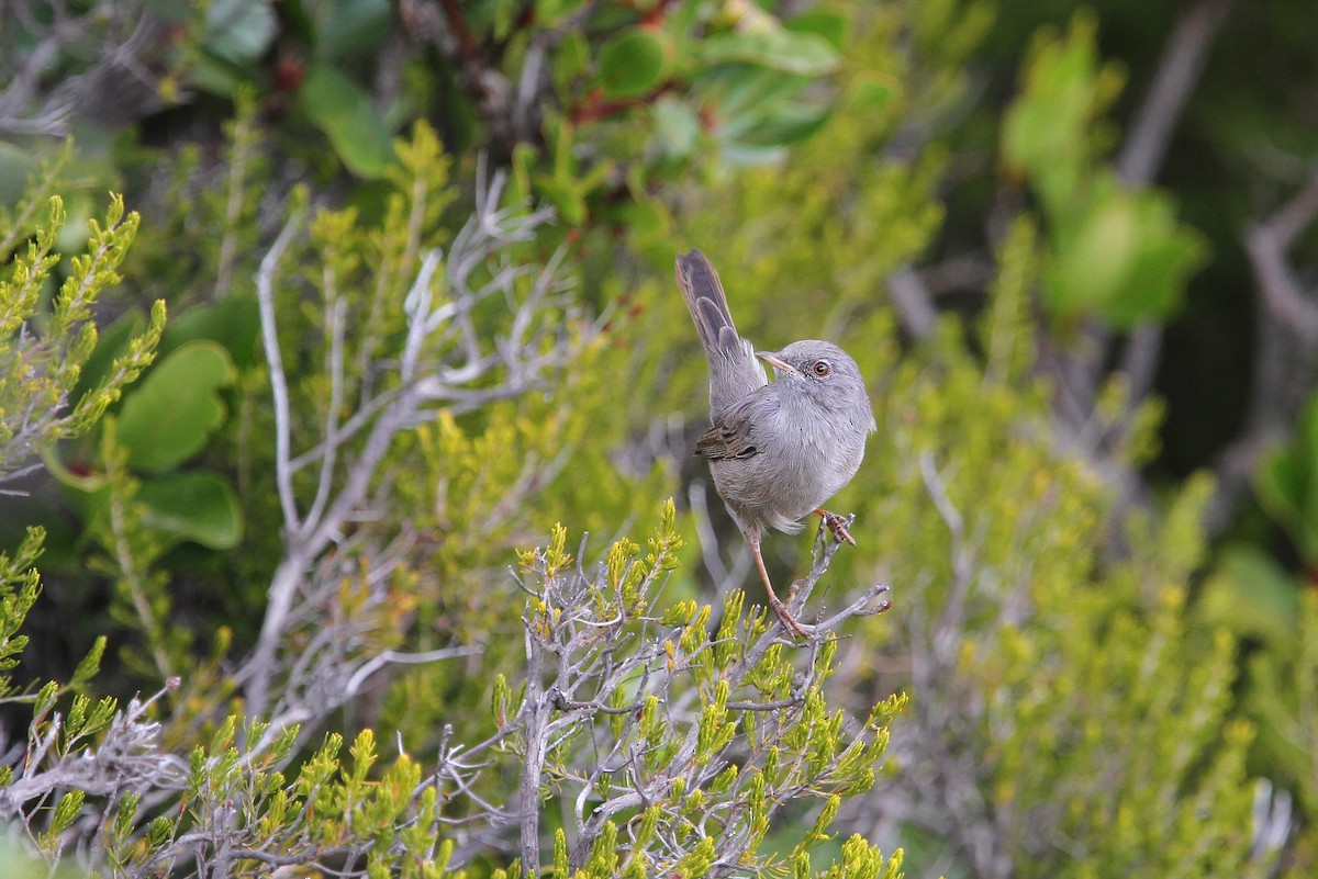 Marmora's Warbler - ML65124891