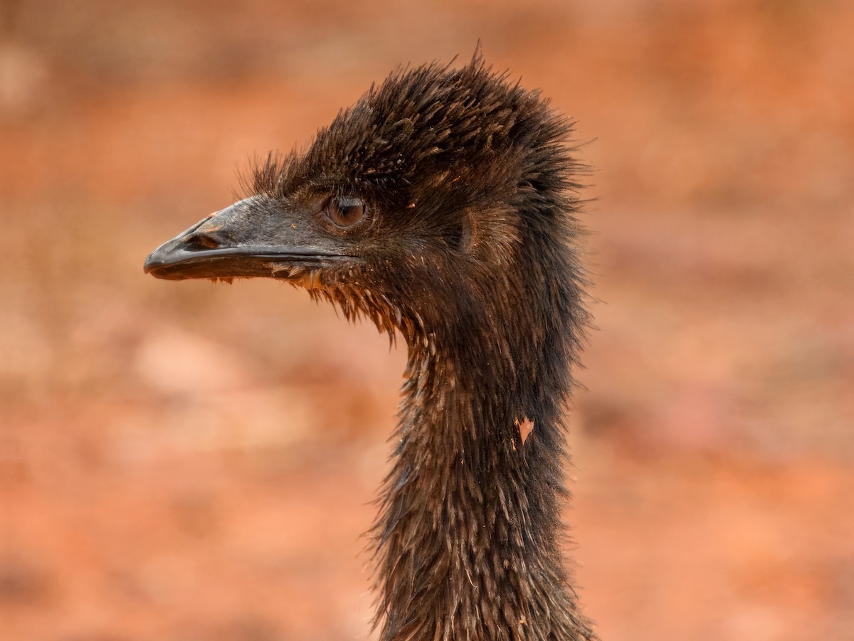 Emu - ML651249518