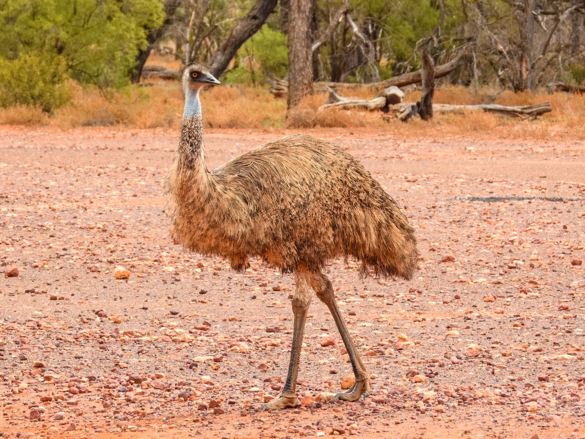 Emu - ML651249524