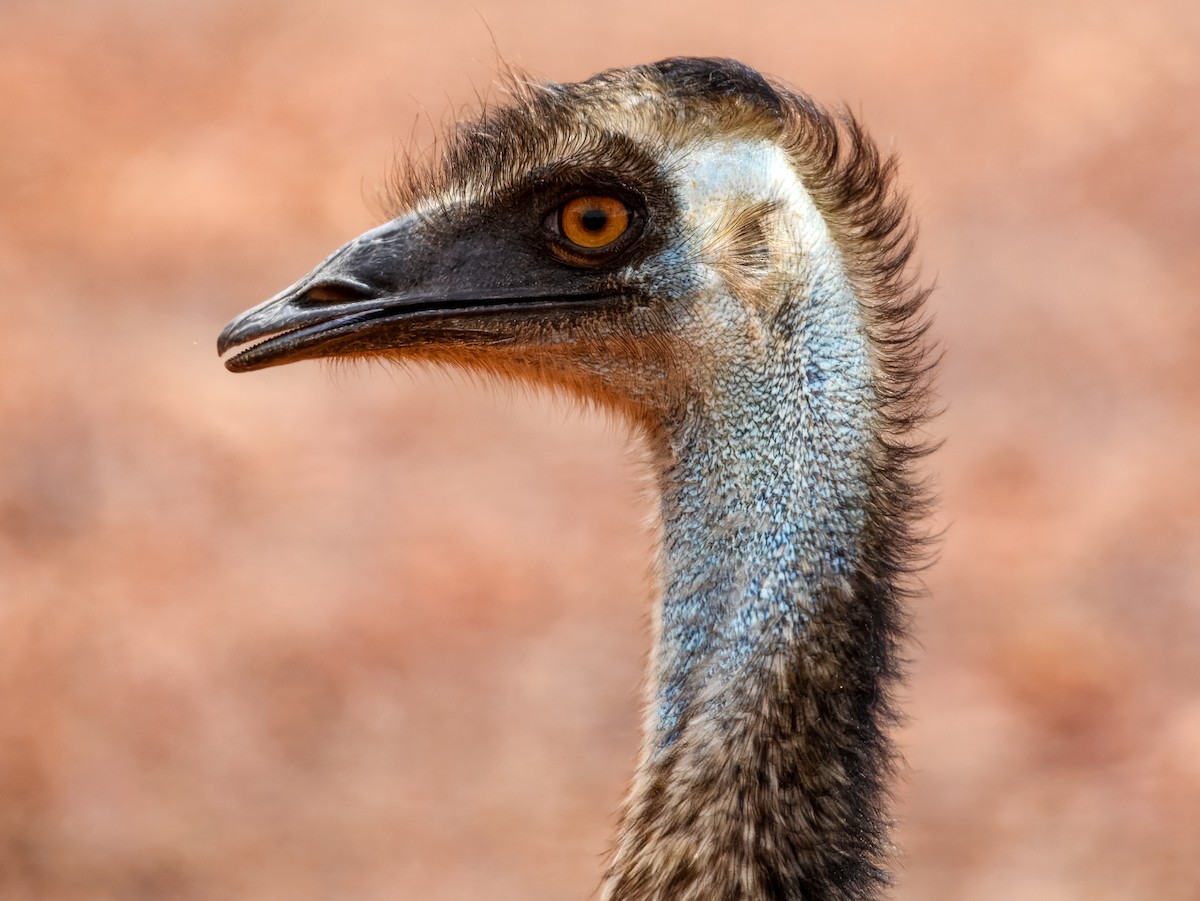 Emu - ML651249525
