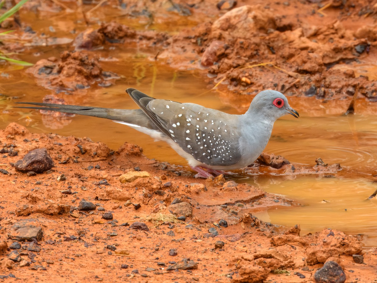 Diamanttäubchen - ML651249542