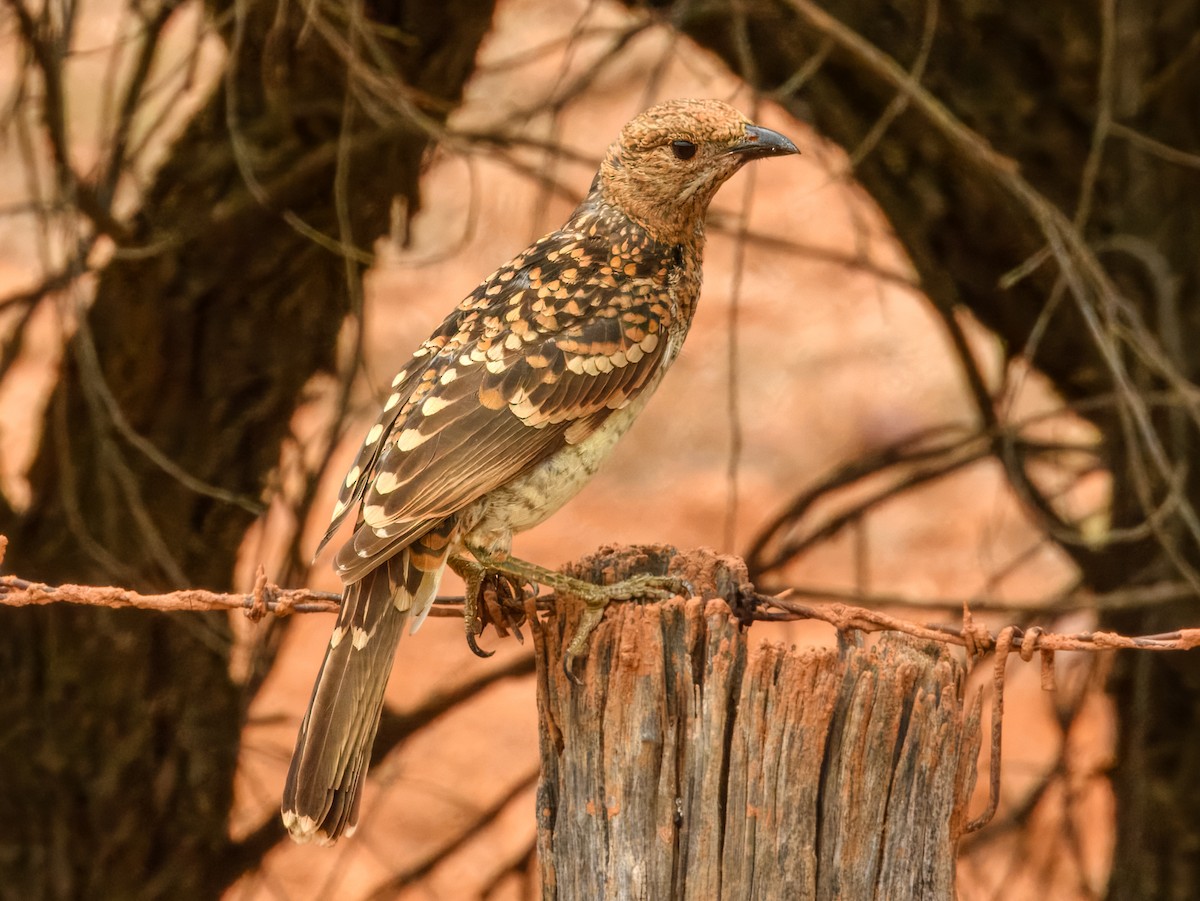 Fleckenlaubenvogel - ML651249560