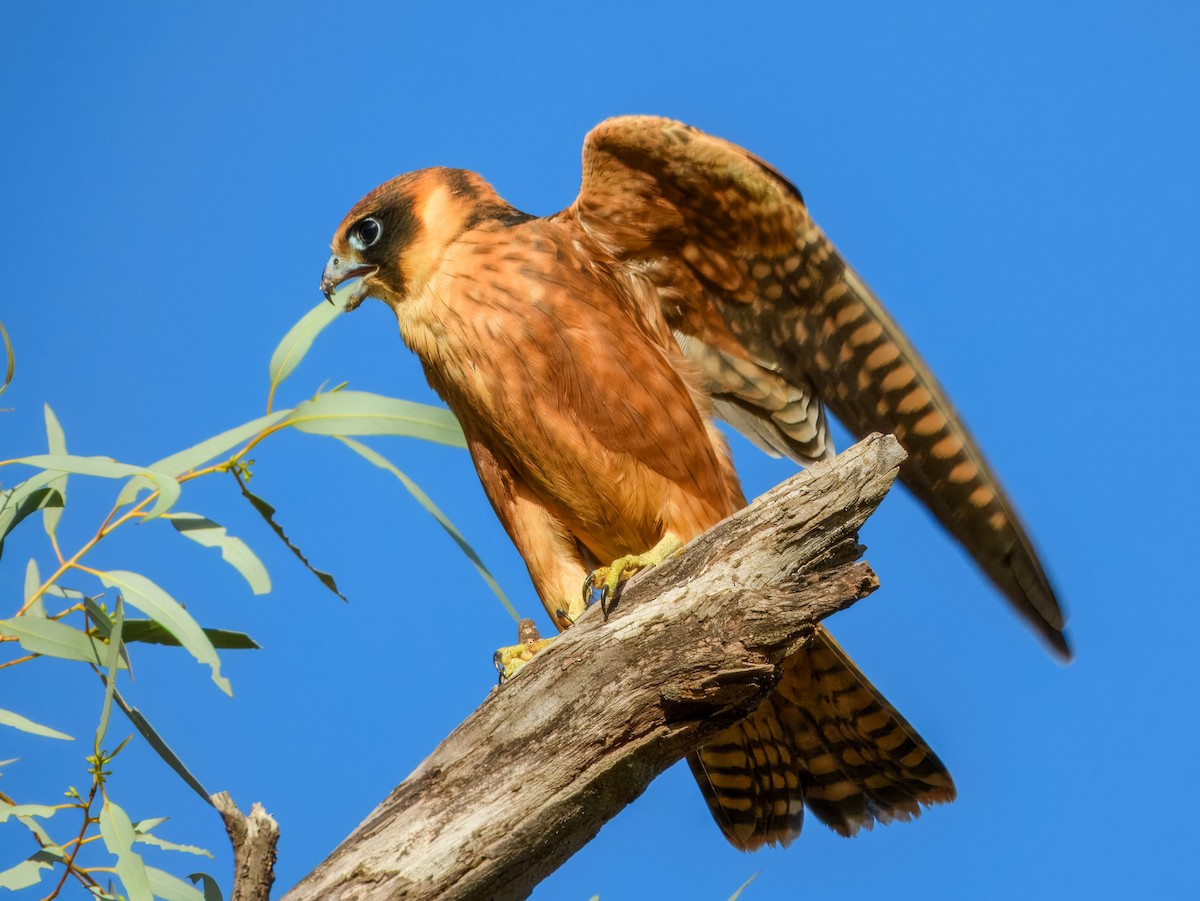 Australbaumfalke - ML651249684
