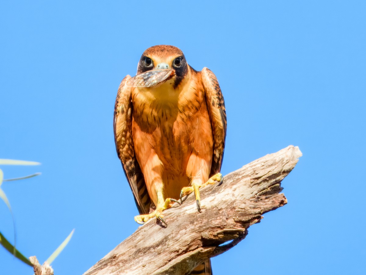 Australbaumfalke - ML651249690