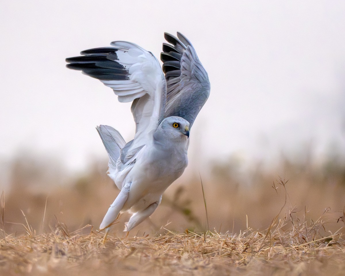 Степной лунь - ML651250031