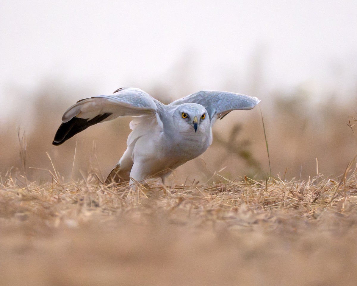 Степной лунь - ML651250039