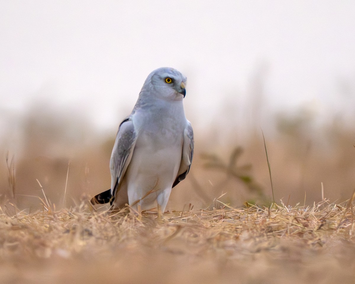 Степной лунь - ML651250041