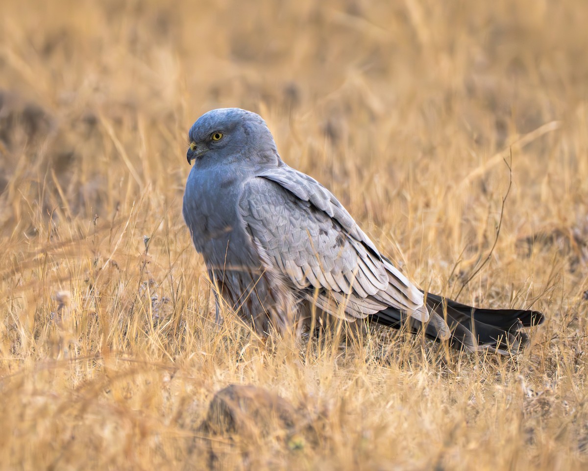 Луговой лунь - ML651250053