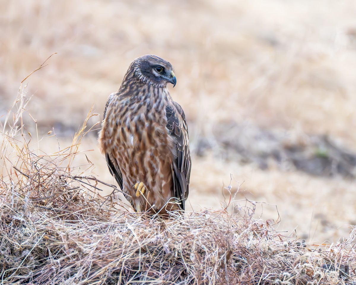 Луговой лунь - ML651250057