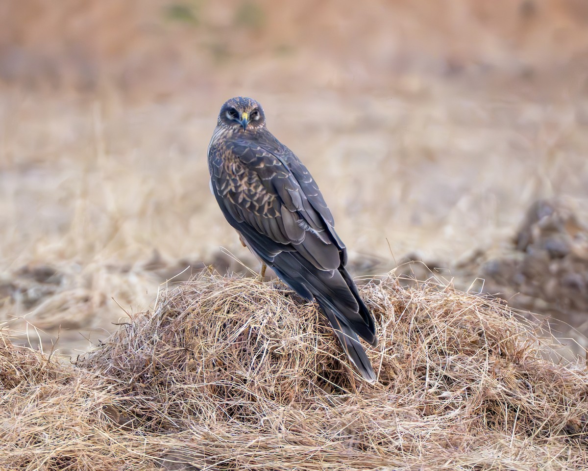 Луговой лунь - ML651250061