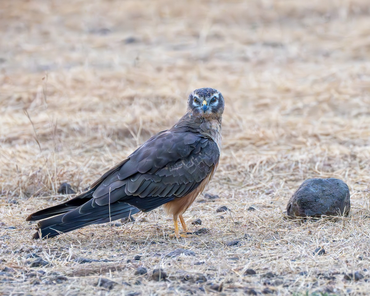 Луговой лунь - ML651250068