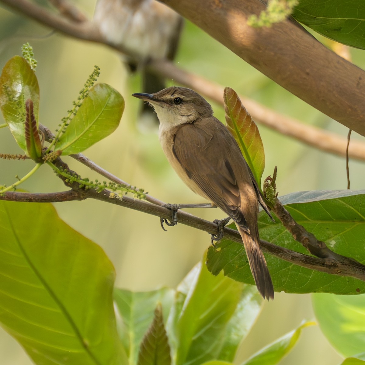 Южная дроздовидная камышевка - ML651250075