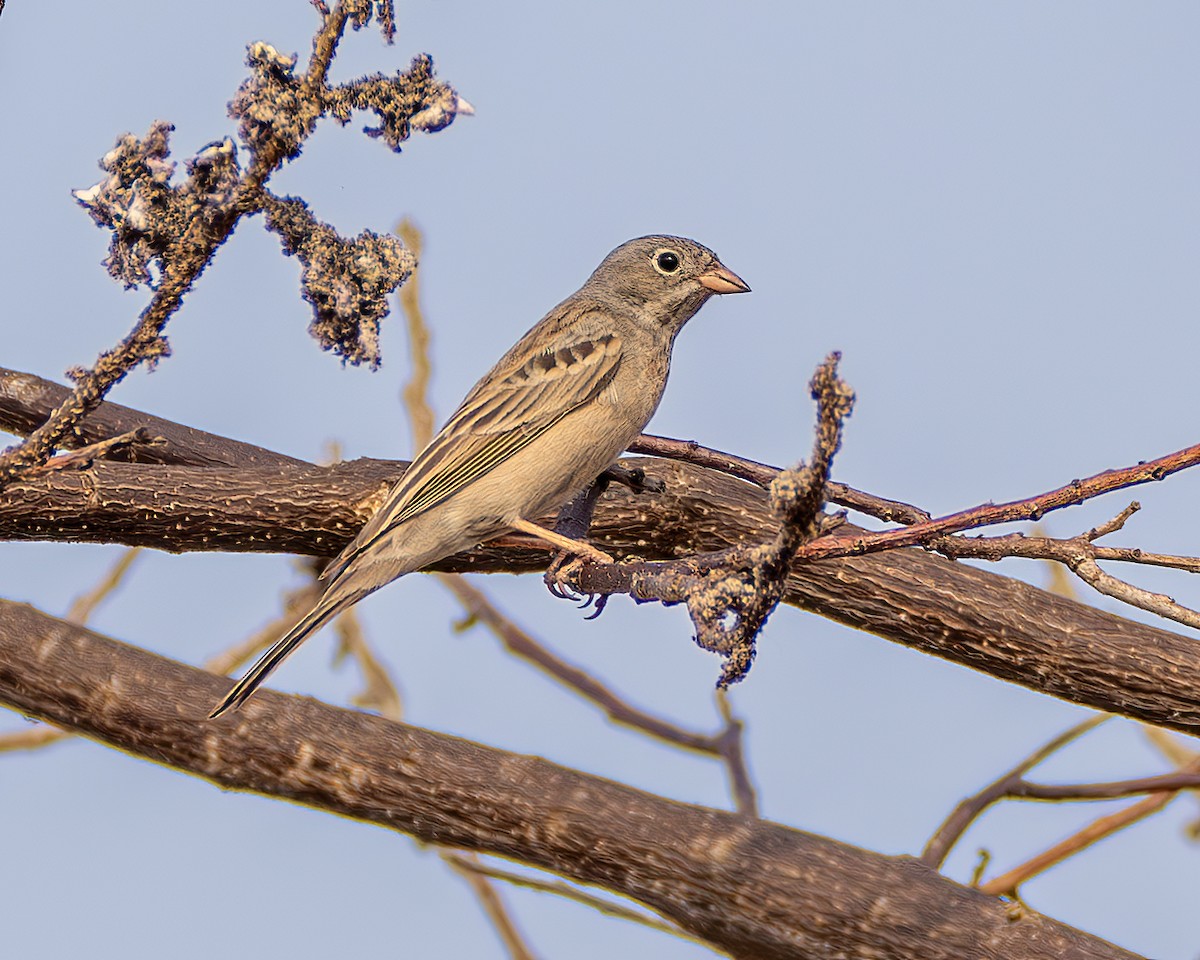 Скалистая овсянка - ML651250087