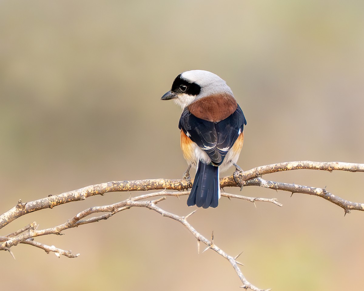 Индийский жулан - ML651250130