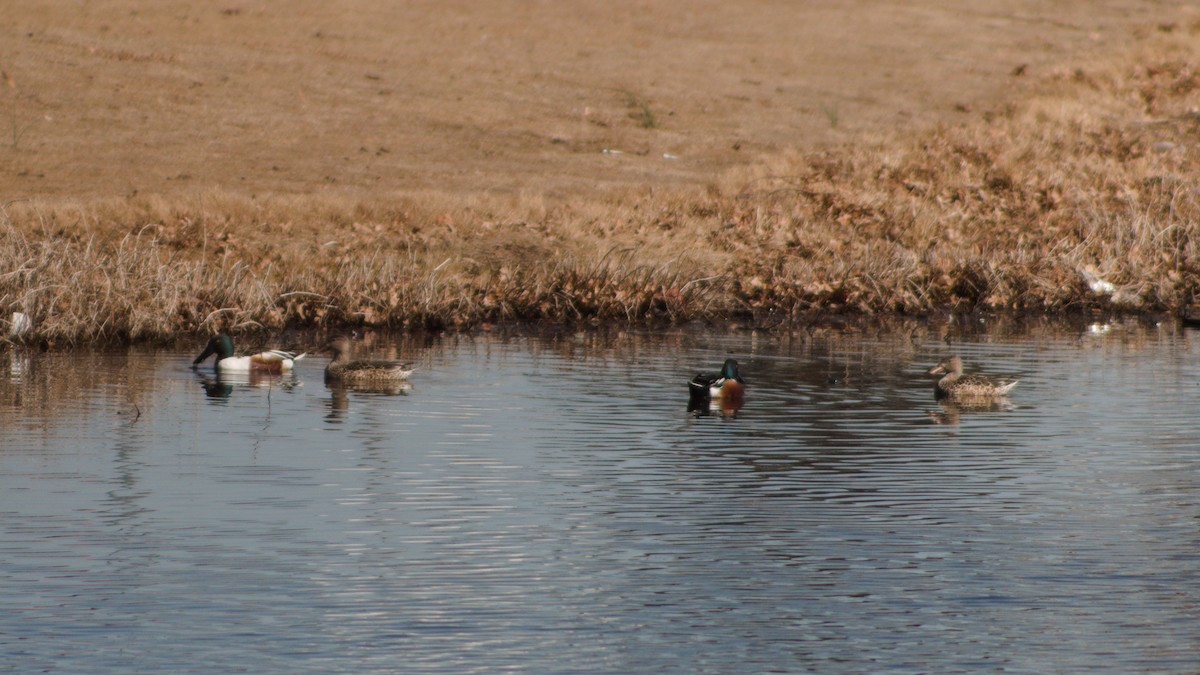 Mestolone - ML651250389