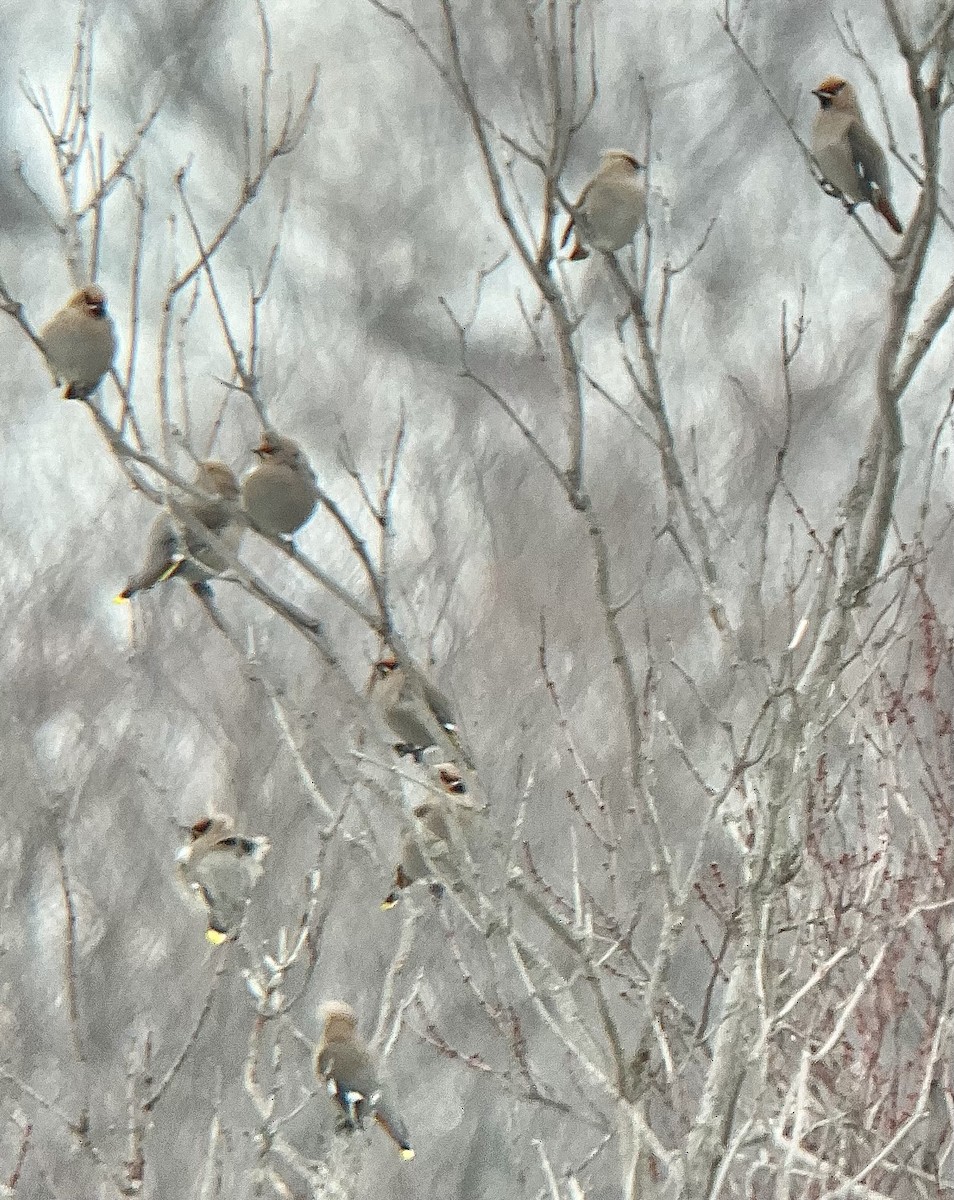 キレンジャク - ML651250411