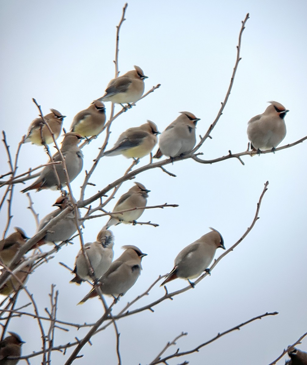 キレンジャク - ML651250412