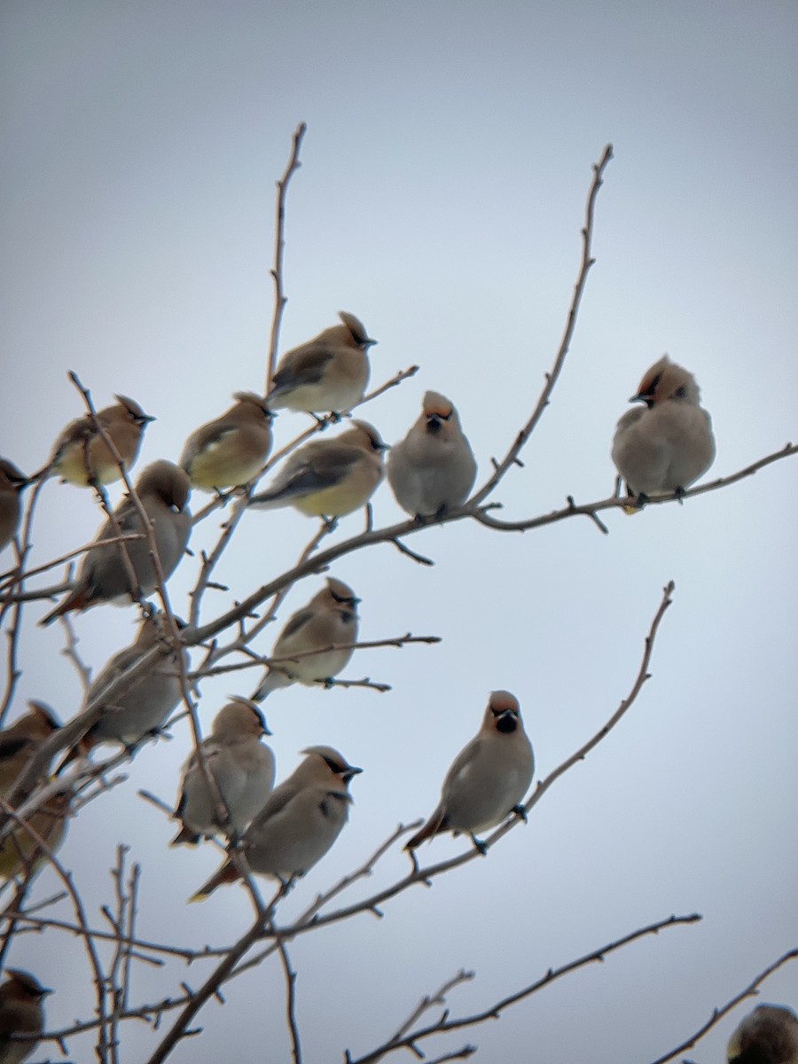 キレンジャク - ML651250413