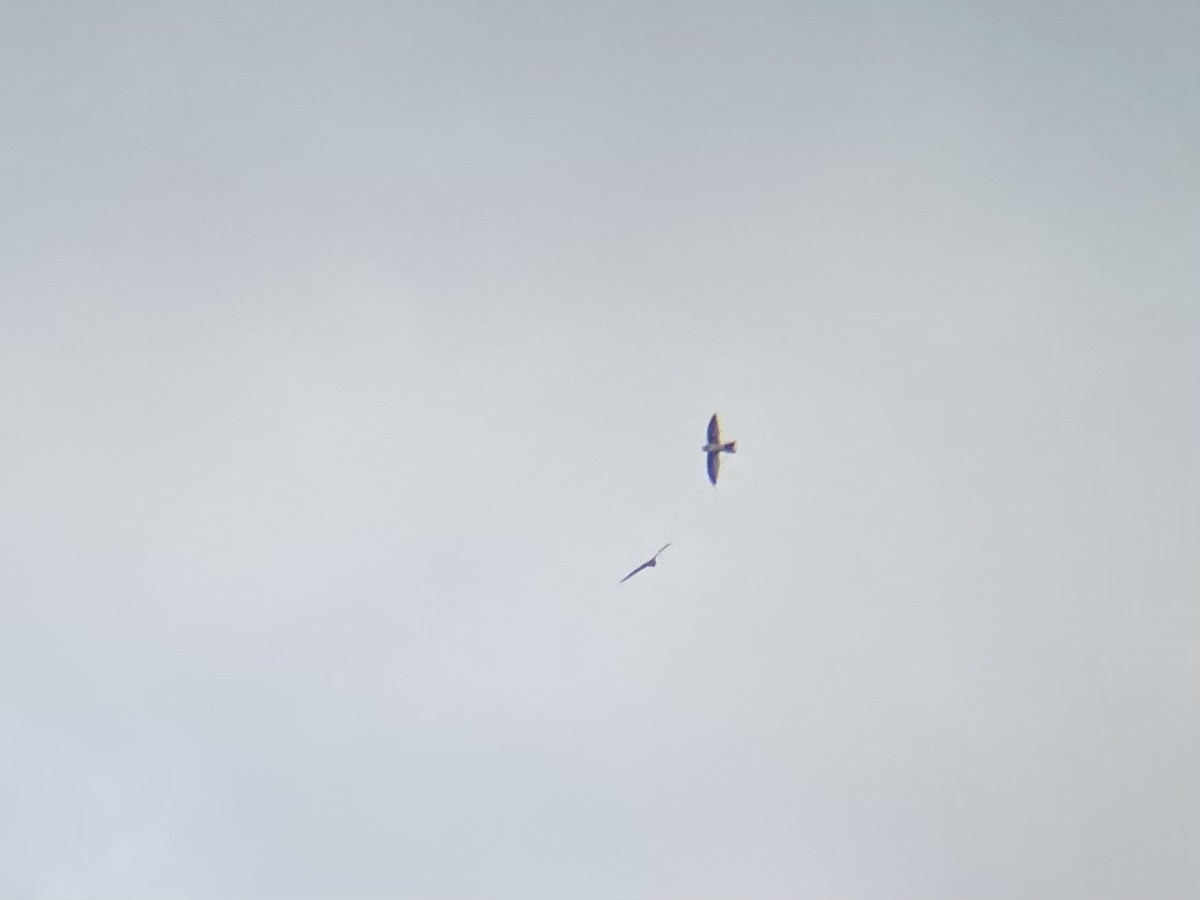 Salangana Australiana - ML651250606